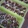 Cooksnap dari Restiana Wahyuningtyas untuk resep 81. Brownies Kukus Cup Ekonomis