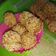 Cooksnap dari Nining untuk resep 07.Onde onde ketawa mini