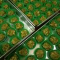 Cooksnap dari Jeni Cesi untuk resep Matcha Cookies