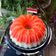 Cooksnap dari Ummu Khawla untuk resep Puding lumut merah putih