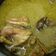 Cooksnap dari Anidya Prameshwara untuk resep Opor Ayam Kuning