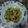 Cooksnap Nur Liyana Syahirah semasa beliau membuat Sayur Sawi Tumis Telur.