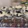 Cooksnap dari Ayu Kartini untuk resep Cheesecake Lumer Oreo Cup (Simple)