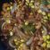 Cooksnap dari LynsLinda untuk resep Udang Goreng Saos Mentega