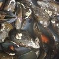 El cooksnap de Stikstak cuando hizo Mejillones al vapor.