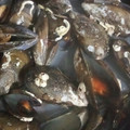 El cooksnap de Stikstak cuando hizo Mejillones al vapor.