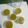 Cooksnap dari Yani Maryanih untuk resep Puding Daun Kelor