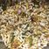 chaitali ghatak का कुकस्नैप जब उन्होंने झाल मुरी (Jhal muri recipe in Hindi) बनाया था।