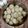 Parul rawat का कुकस्नैप जब उन्होंने मावा और तिल के लड्डू (mawa aur til ke ladoo recipe in Hindi) बनाया था।
