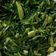 王遠貞 的 蒜炒A菜 cooksnap