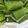 Cooksnap dari Dyah untuk resep LEMPER AYAM