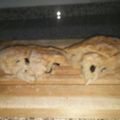 El cooksnap de Aniceto Pérez cuando hizo Pan de aceitunas.
