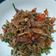 Cooksnap dari Harlena Wiranata untuk resep Teri bawang