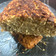 El cooksnap de alyperez cuando hizo Budín de avena con banana.
