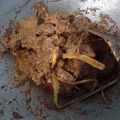 Cooksnap dari Widya Widyastuti untuk resep Rendang Daging