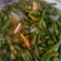 Cooksnap dari CAROLINE BEATRIX DAYANARA S CAROLINE untuk resep Tumis Genjer Anti Pahit