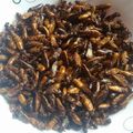 Morine Achieng's cooksnap of when they made Roasted Termites.