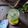 Cooksnap dari Widjie Astuti untuk resep 585. Es Timun Selasih Sirup Melon