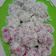 Cooksnap dari Raras ummu Shofiyyah untuk resep Klepon Tepung Ketan Kenyal No Kapur Sirih