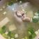 Frances 的 味噌豆腐雞湯 cooksnap