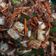 Cooksnap dari TP Suryani untuk resep Kimchi instan resep asli korea. Tanpa kompor dan pasta