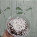 Cooksnap dari Annisa nh untuk resep Brownies Coklat Kukus