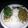 Ambermarie1984's cooksnap of when they made Cilantro Lime Chicken.