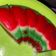Cooksnap dari anastasya untuk resep Kue Lapis Pepe Pandan (Terigu)