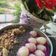 Cooksnap dari Cynthia Ong untuk resep Dragon Fruit and Banana Smoothie Bowl