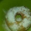 Cooksnap dari Bunda Jasmine untuk resep Donat Ekonomis