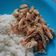 Cooksnap dari siska permatasari untuk resep Ayam suir bumbu bali (no minyak)