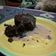 El cooksnap de Carola Eyzaguirre M. cuando hizo Bizcocho de chocolate muy fácil.