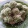 Cooksnap dari Ira Komara untuk resep Klepon white green
