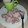 Wambui's cooksnap of when they made Boiled Nduma.