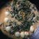 Cooksnap dari Hera WatTie untuk resep Sayur daun singkong kuah santan