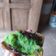 Cooksnap dari Cindra Rahmadiari untuk resep Martabak mini