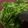 Cooksnap dari Soegianto untuk resep Ca Daun Ginseng
