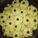 Cooksnap dari Asih untuk resep Semprit Chocochips ala made me