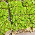 Cooksnap dari Windri Aries untuk resep Kue Sengkulun Tepung Ketan