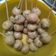 Cooksnap dari Rahmi Paputungan untuk resep Cilok Saus Kacang