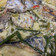 Cooksnap dari Sarah Pardede (Dapur Awak) untuk resep Pindang Ikan Tongkol Masak Santan