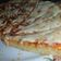 صورة من خلود باقيس، شاركها بعد تجربة وصفة بيتزا رررروعة🍕🍕🍕