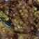 Cooksnap dari Muh Arsyad untuk resep Dadar Jagung bumbu temu kunci