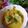 Cooksnap mama deaz semasa beliau membuat Masak Lemak Cili Api Terung & Ikan Masin.