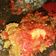 Cooksnap dari Dhian Ciiyanx untuk resep Ayam geprek ala bunda.