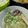 Cooksnap dari Gadis Widagdo untuk resep Soegogi Muguk (sup Lobak daging Korea)
