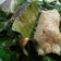 Cooksnap dari Fauziyyah Hamis untuk resep Lemper bakar shirataki #ketopad