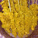 Cooksnap dari Pawon Cesansan untuk resep Sate Usus