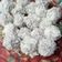Cooksnap dari Rika Yuliana untuk resep Klepon Ubi Ungu