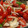 Mommyluvs2cook's cooksnap of when they made Simple Tomato & Sweet Onion Salad.